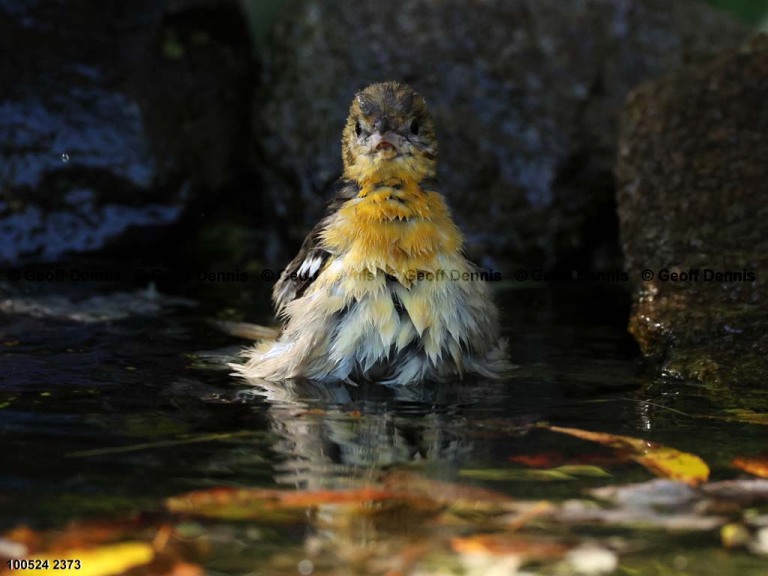 recent_Baltimore-Oriole-Oct