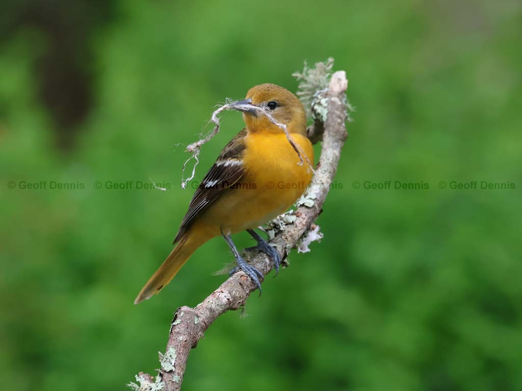 recent_Baltimore-Oriole-female-1st-spring