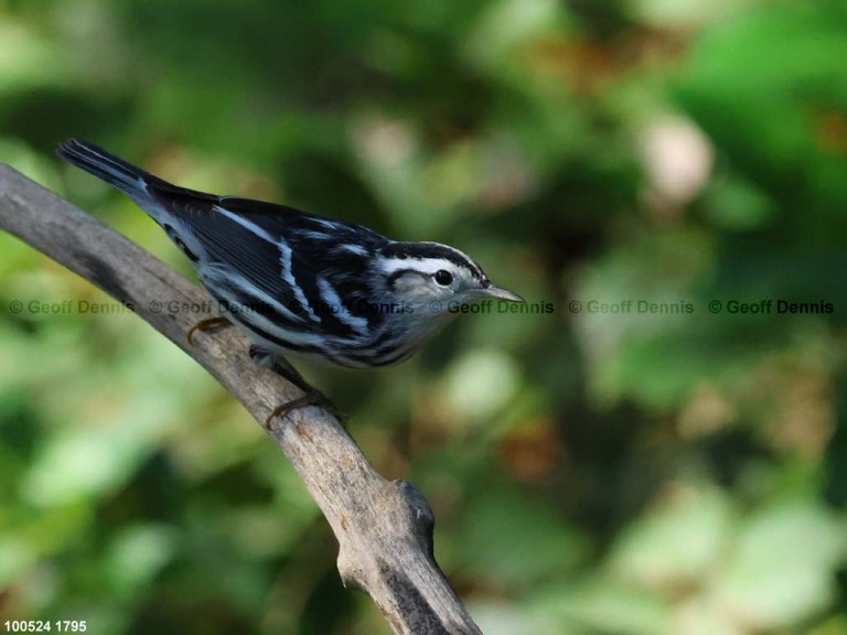 recent_Black-and-white-Warbler-Oct