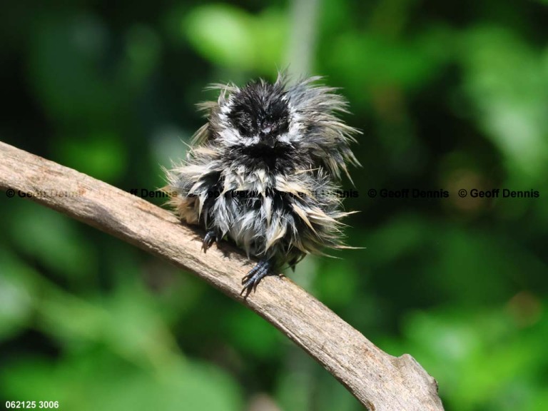 recent_Black-capped-Chickadee
