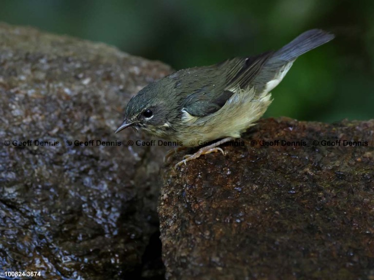 recent_Black-throated-Blue-Warbler