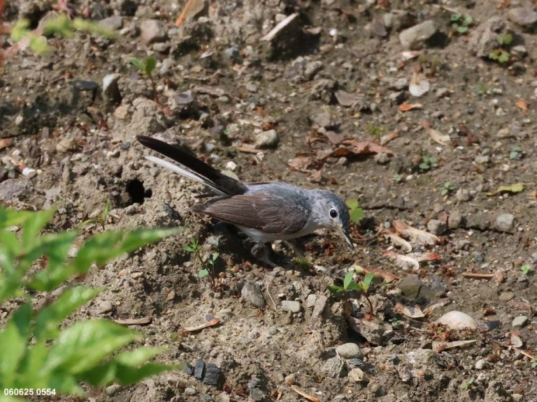 recent_Blue-gray-Gnatcatcher