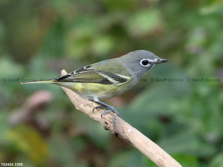 recent_Blue-headed-Vireo