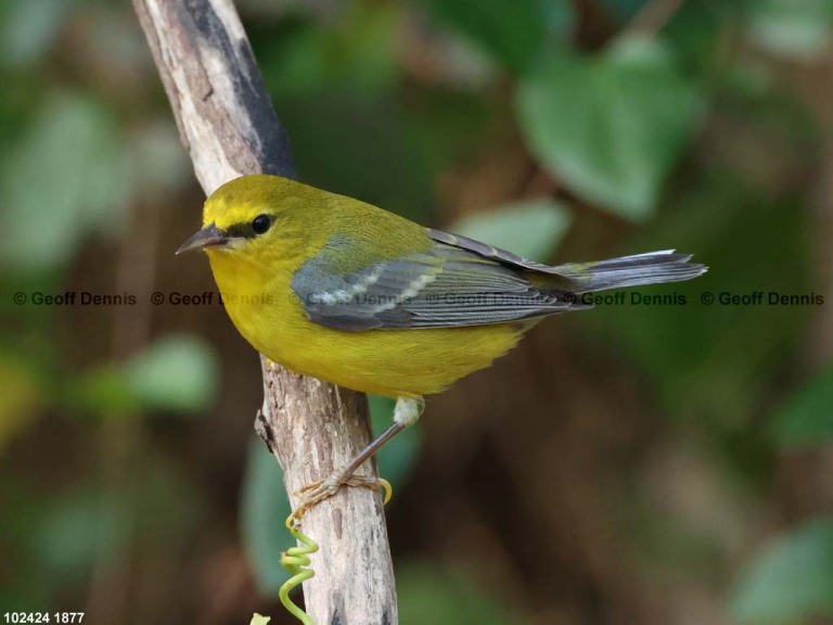 recent_Blue-winged-Warbler-late