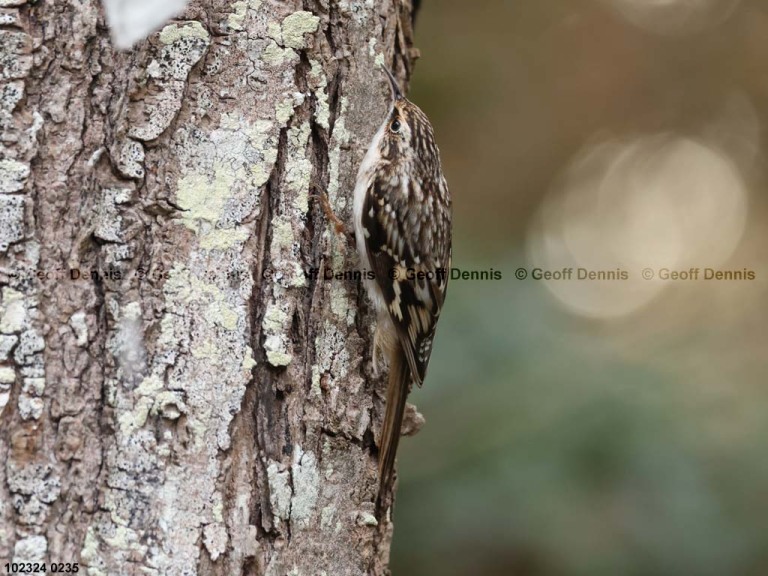 recent_Brown-Creeper