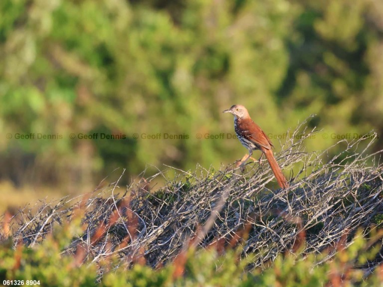 recent_Brown-Thrasher