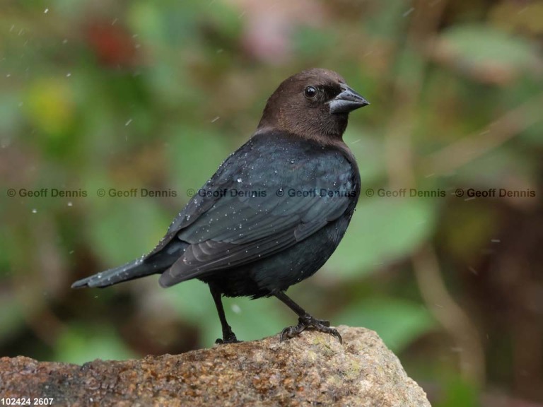 recent_Brown-headed-Cowbird-adm