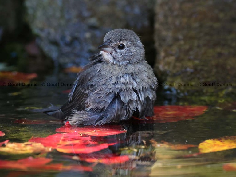 recent_Brown-headed-Cowbird