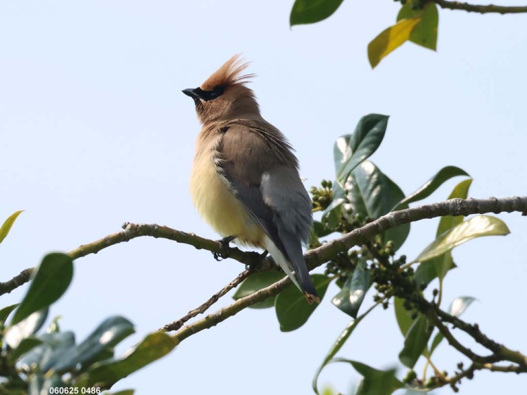 recent_Cedar-Waxwing