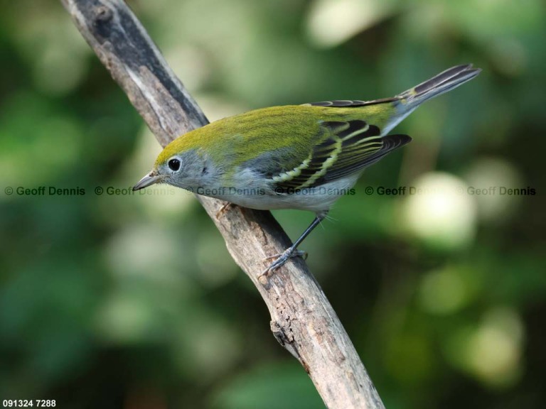 recent_Chestnut-sided-Warbler