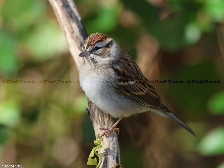 recent_Chipping-Sparrow-ad