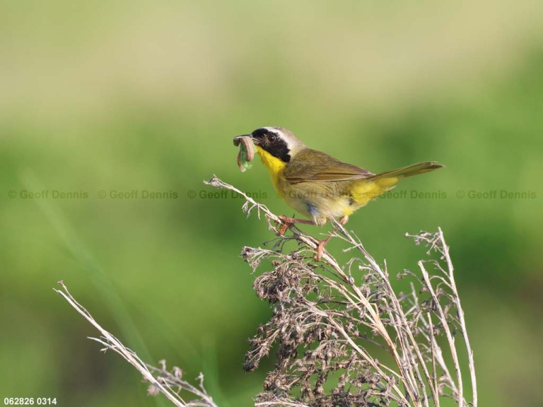 recent_Common-Yellowthroat