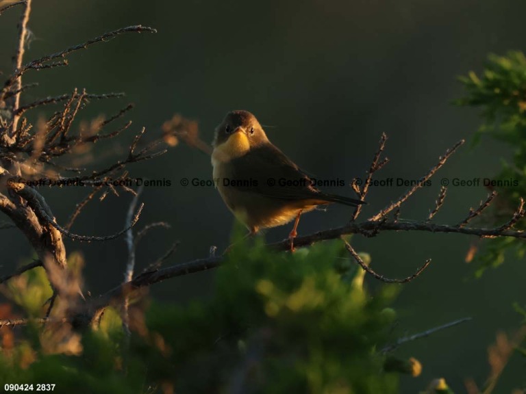 recent_Common-Yellowthroat_1