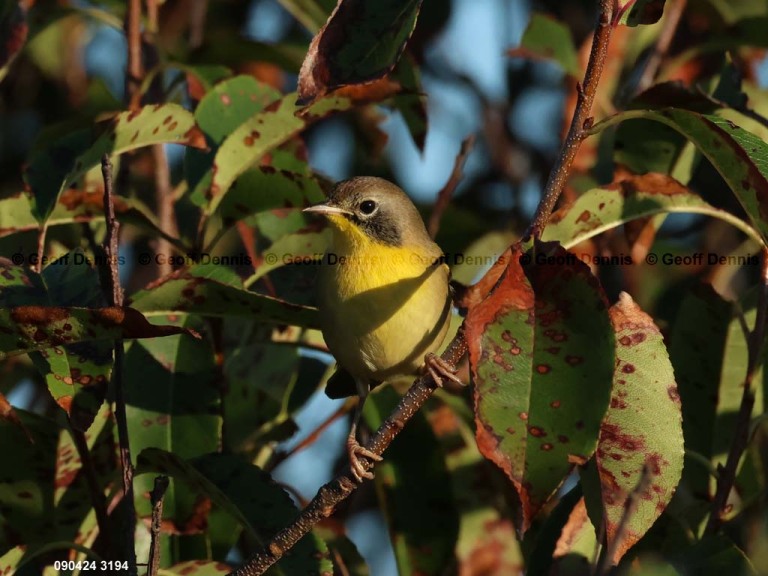 recent_Common-Yellowthroat_adm