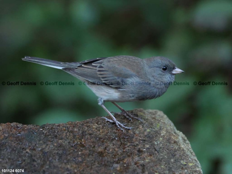 recent_Dark-eyed-Junco