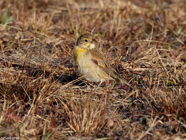 recent_Dickcissel