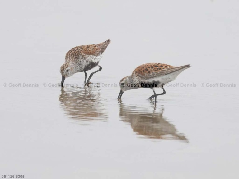 recent_Dunlin