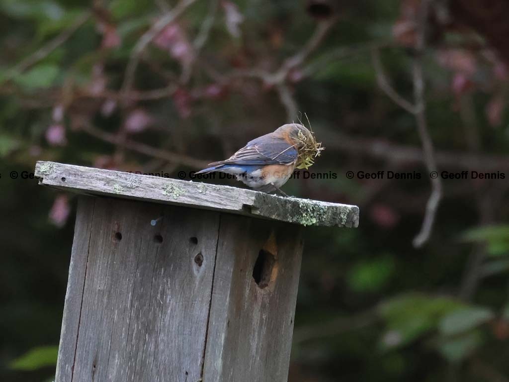 recent_Eastern-Bluebird-female