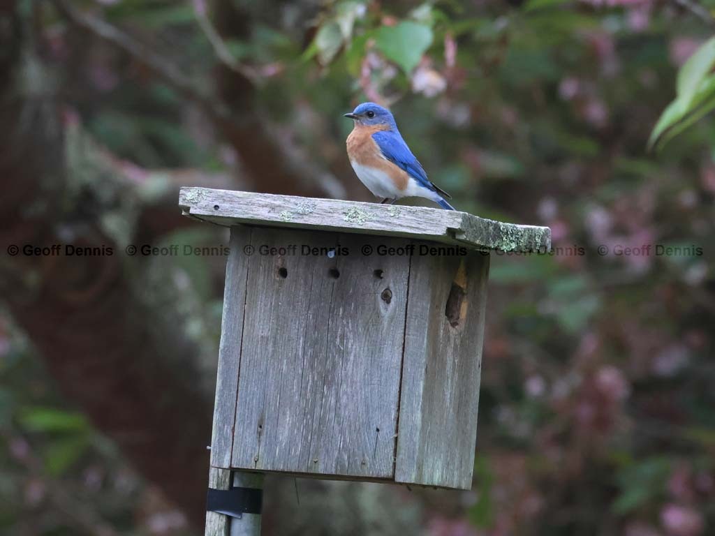 recent_Eastern-Bluebird-male