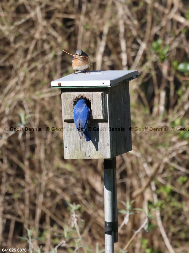 recent_Eastern-Bluebird
