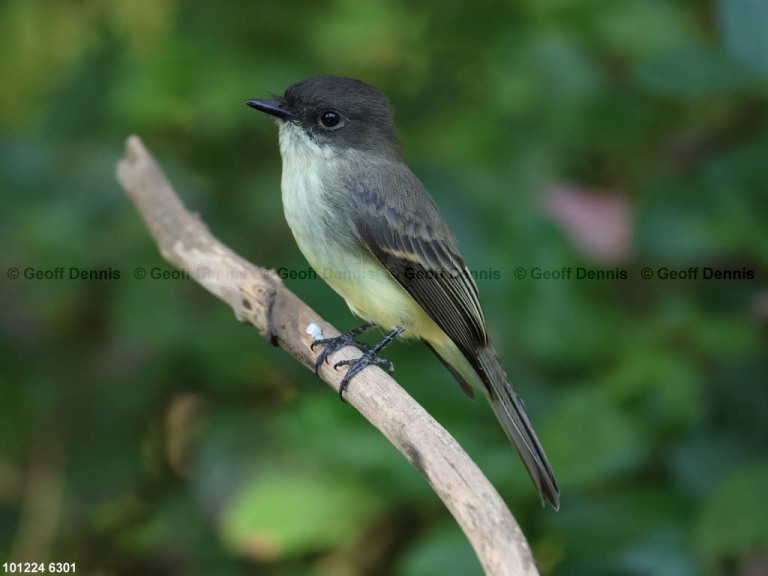 recent_Eastern-Phoebe