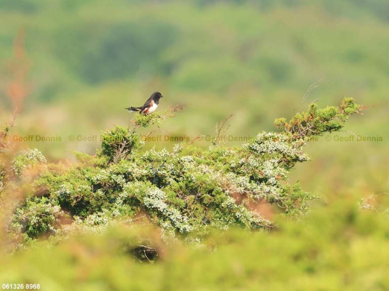 recent_Eastern-Towhee