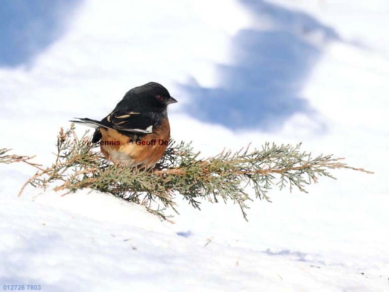 recent_Eastern-Towhee_male_1