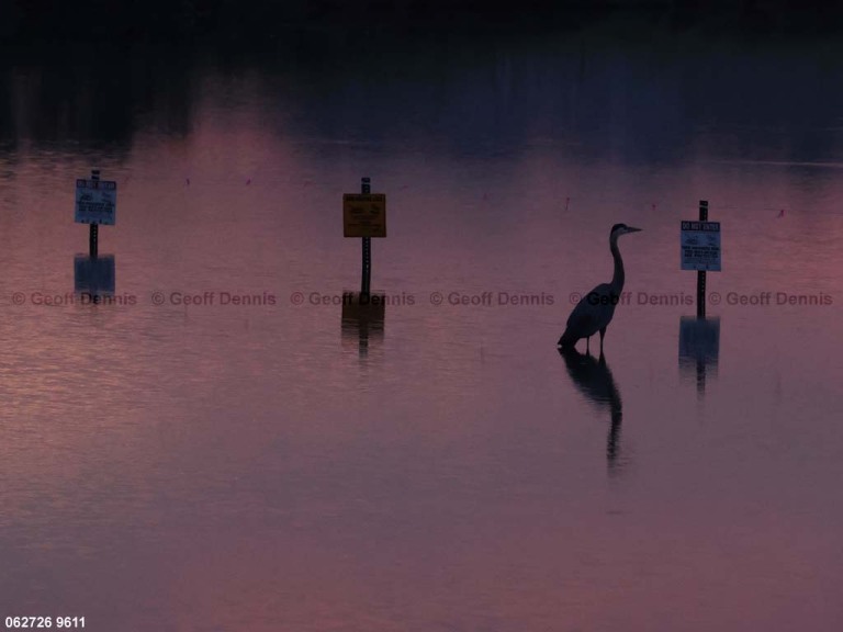 recent_Great-Blue-Heron