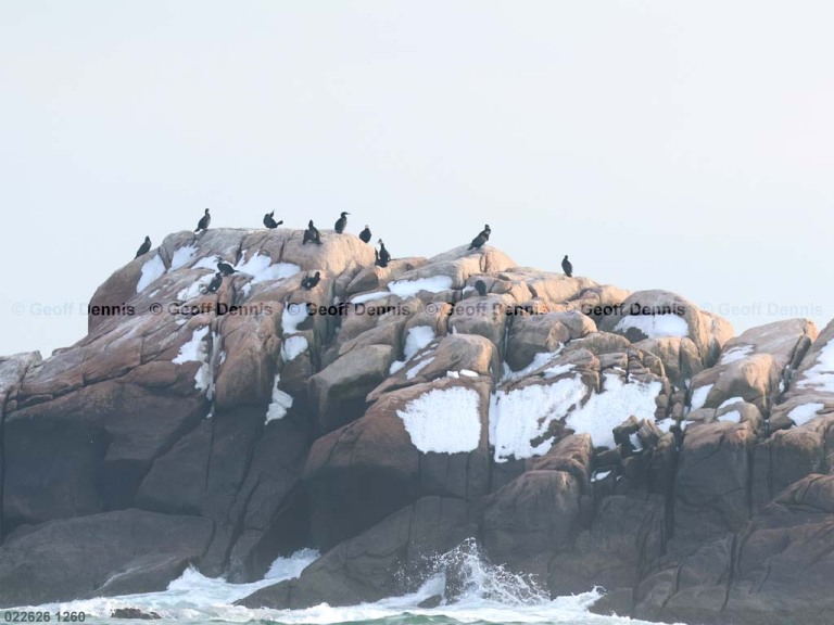 recent_Great-Cormorants