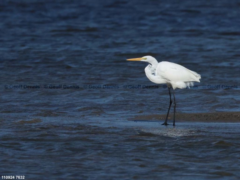 recent_Great-Egret