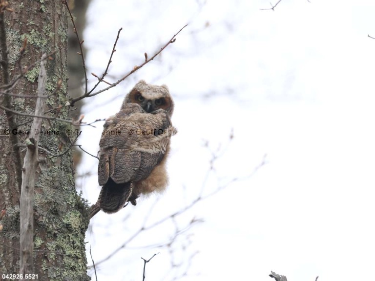 recent_Great-Horned-Owl