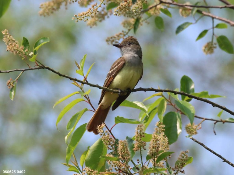 recent_Great-crested-Flycatcher