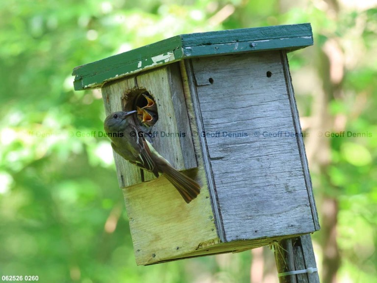 recent_Great-crested-Flycatcher