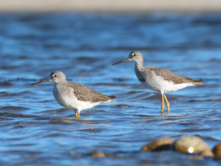 recent_Greater-Yellowlegs