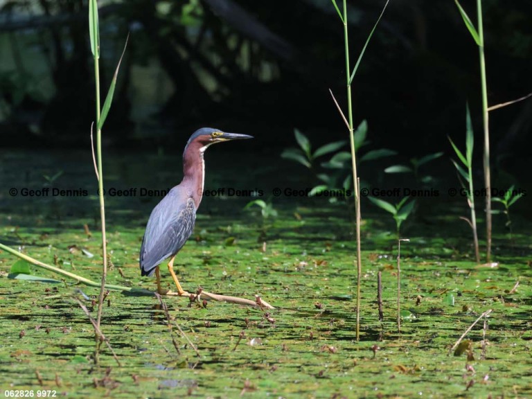 recent_Green-Heron