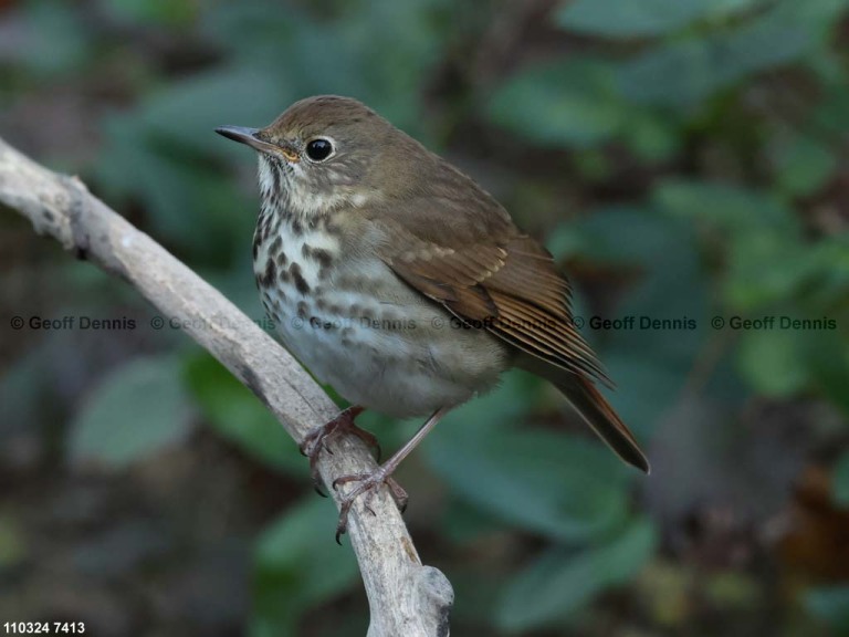 recent_Hermit-Thrush