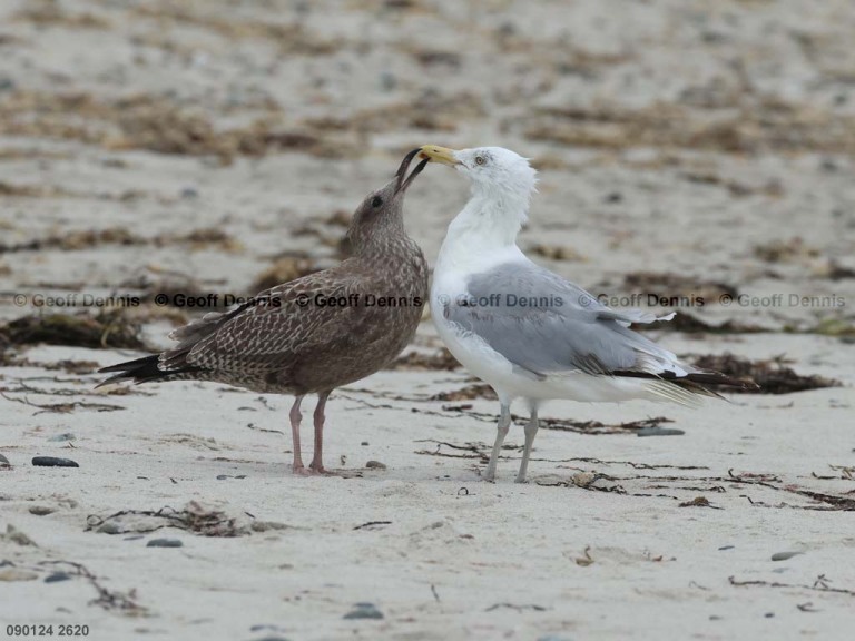 recent_Herring-Gull