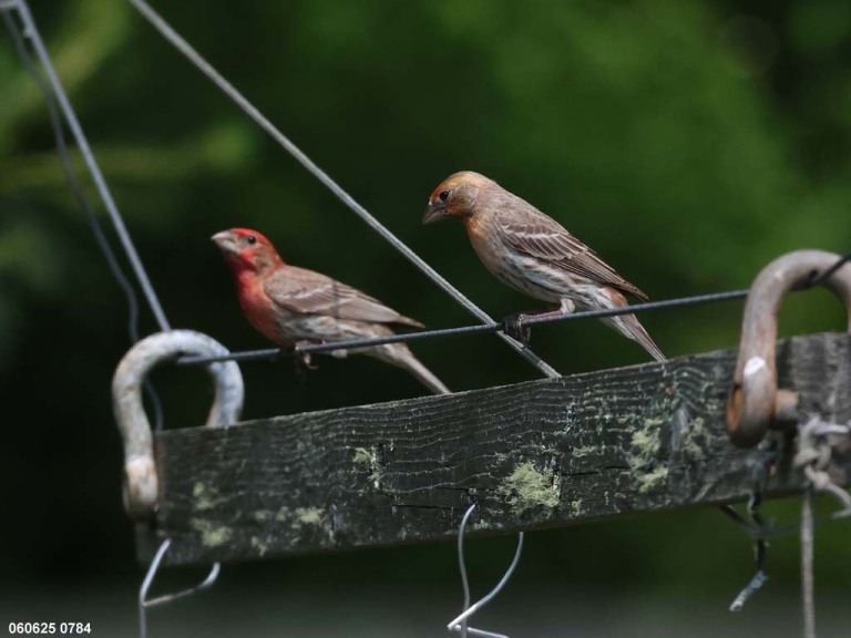 recent_House-Finch_orange