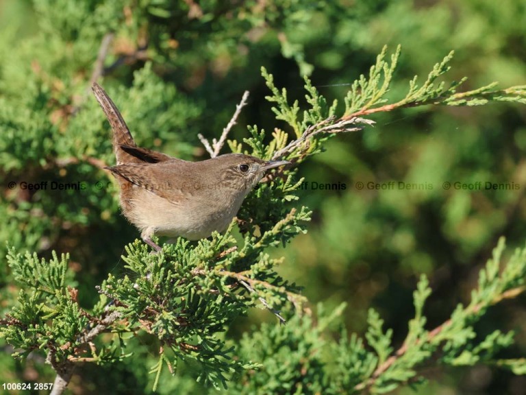 recent_House-Wren-Oct