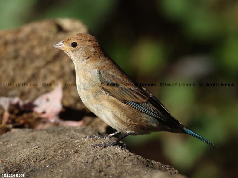 recent_Indigo-Bunting