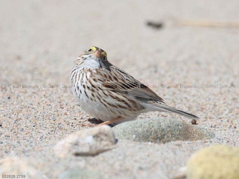 recent_Ipswich-Savannah-Sparrow