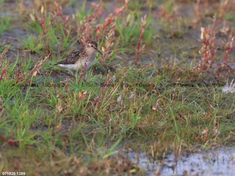 recent_Least-Sandpiper