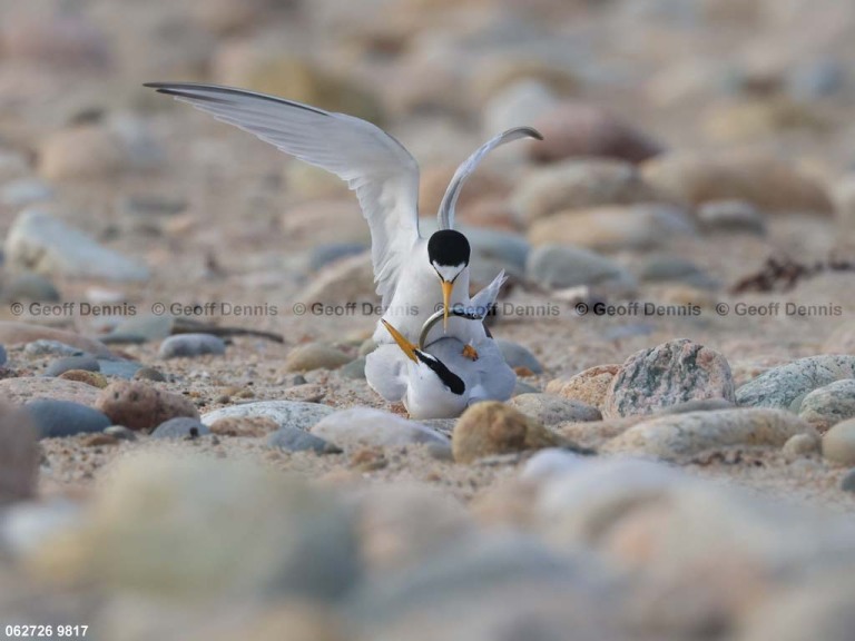 recent_Least-Tern_copulate