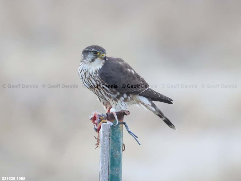 recent_Merlin
