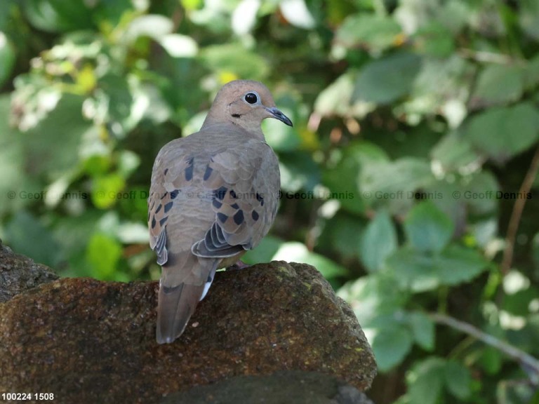 recent_Mourning-Dove-Oct