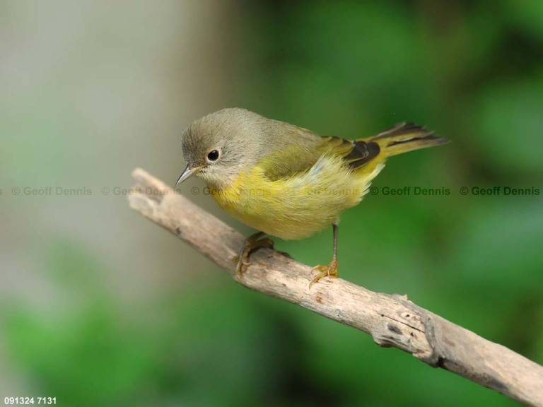 recent_Nashville-Warbler_2