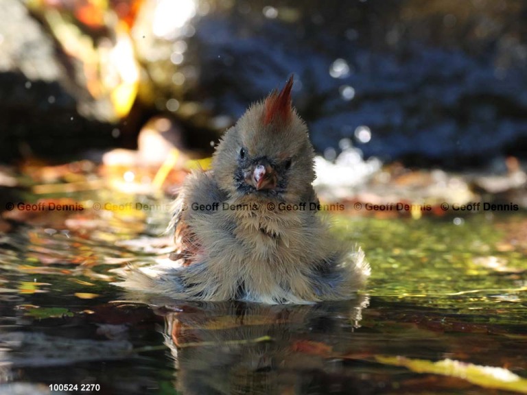 recent_Northern-Cardinal-f-Oct