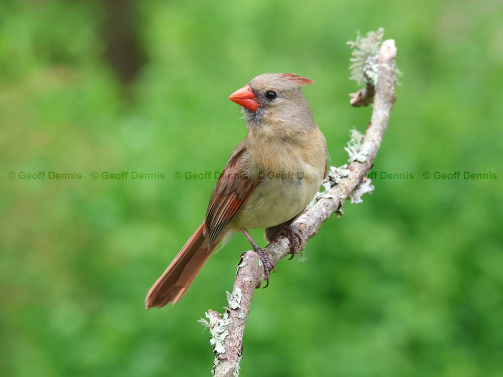 recent_Northern-Cardinal-female