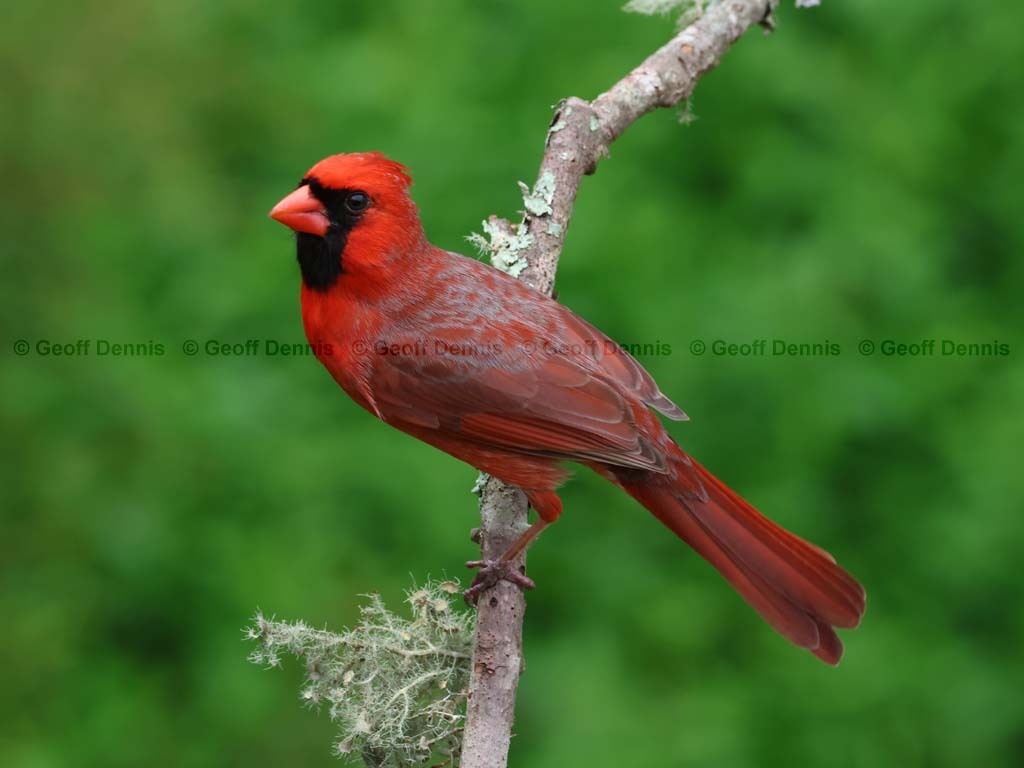 recent_Northern-Cardinal-male