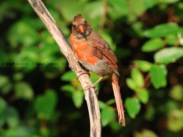 recent_Northern-Cardinal_1